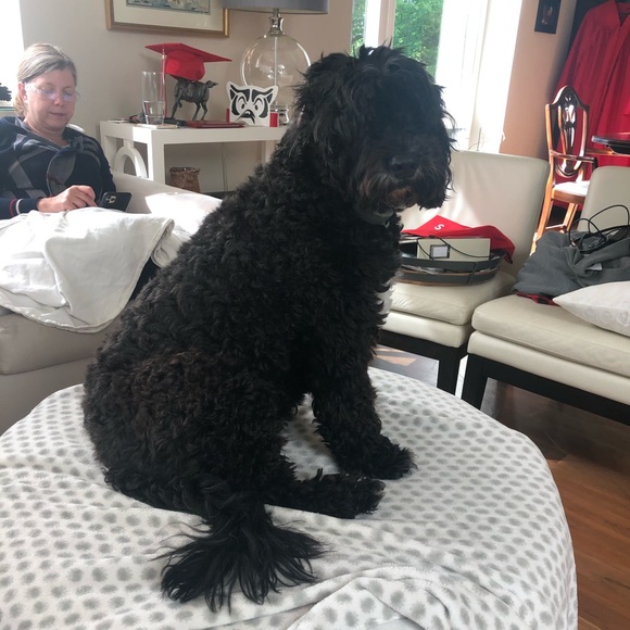 Meet your Posher, Meg - Picture 1 of 1